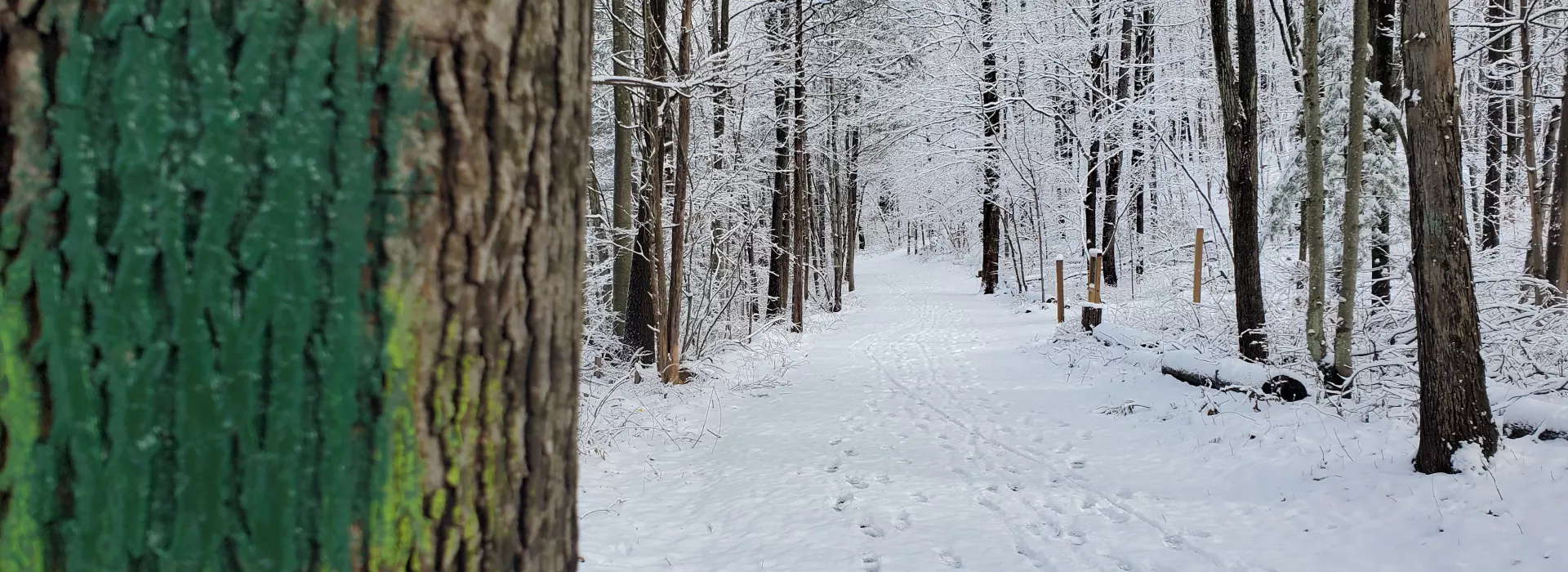 Winter Green Trail
