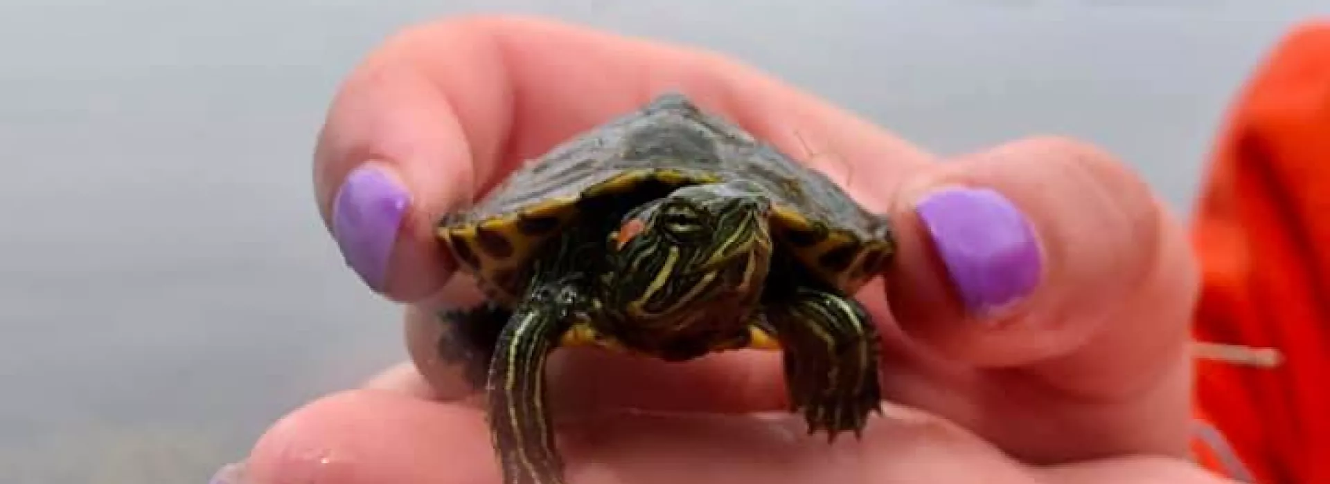 baby turtle